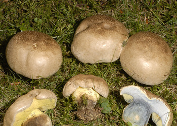 Wurzelnder Bitterröhrling (Boletus radicans) - © Heinz Prelicz